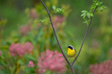 Common Yellowthroat Split