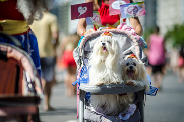 A pair of fluffy white dogs celebrating Carnival wearing superhero crowns arriving at the annual...