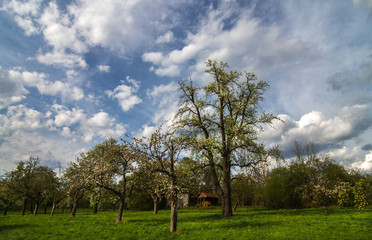 Frühling wird kommen