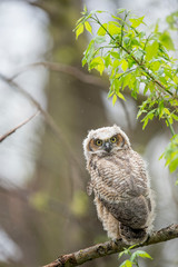 Perched Owlet