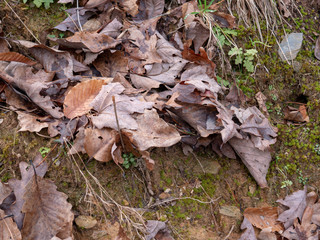Leaves on the forest floor near the trail to Salt Creek Falls in the Talladega National Forest in Alabama, USA