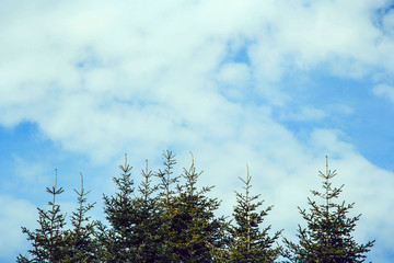 Forest. The tops of fir trees against the sky