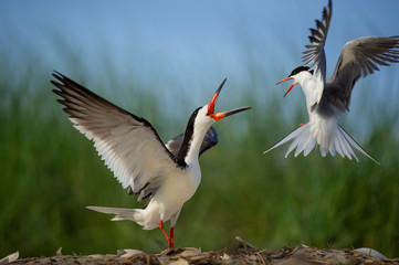 Fototapeta na wymiar Black Skimmer and Common Tern Fight