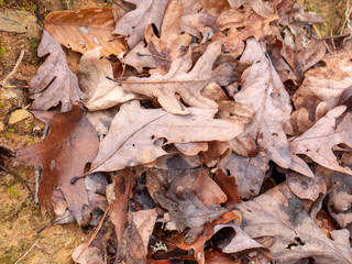 Leaves on the forest floor near the trail to Salt Creek Falls in the Talladega National Forest in Alabama, USA