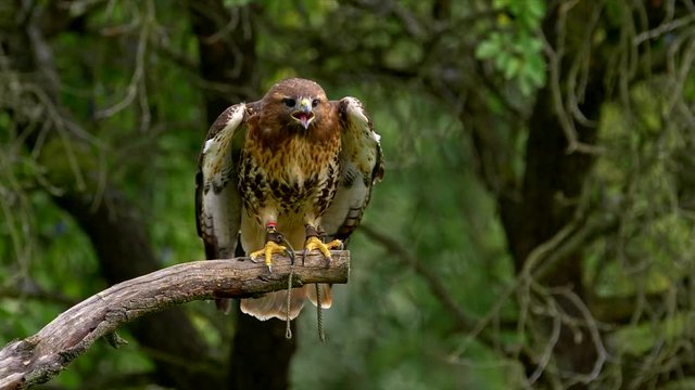 Red-tailed hawk (Buteo jamaicensis) taking off