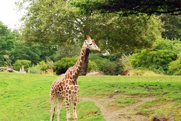 giraffe in zoo