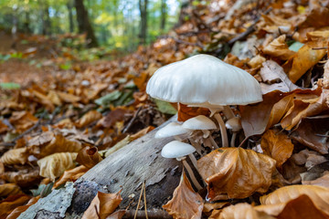 Porcelain fungus among dead beech leaves