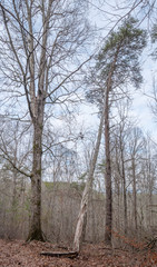 Fallen tree near trail to Salt Creek Falls in the Talladega National Forest in Alabama, USA