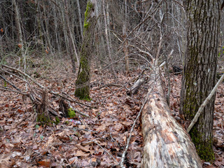 Fallen tree near trail to Salt Creek Falls in the Talladega National Forest in Alabama, USA