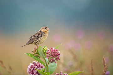 Female Bobolink at Dawn