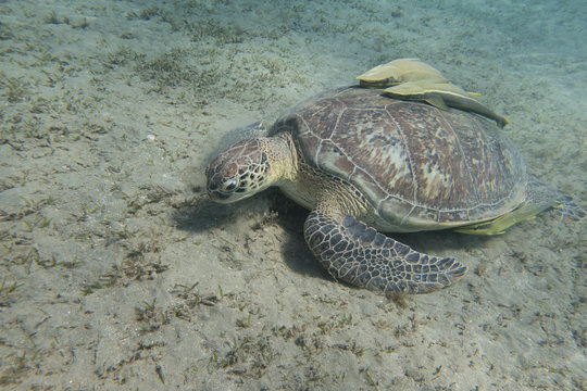 Sea turtle with two remora fishes (Echeneidae) or suckerfishe on its shell grazing sea grass on the sandy seabed of the bay of Abu Dabbab in the Red Sea in Egypt