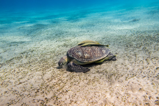 Sea turtle with three remora fishes on its shell grazing sea grass on the sandy seabed of the bay of Abu Dabbab in the Red Sea in Egypt