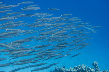 Fototapeta na wymiar Huge swarm of juvenile barracudas swimming over a coral reef near El Quseir in the red Sea, Egypt