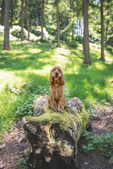 Cocker Spaniel Walk in the Peak District