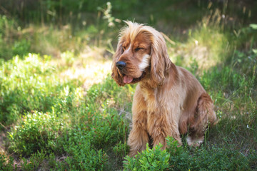 Cocker Spaniel Walk in the Peak District