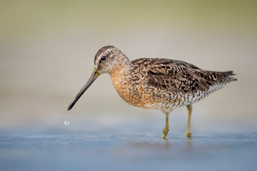 Short-billed Dowitcher with a Water Drop