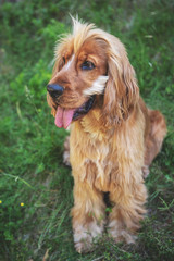 Cocker Spaniel Walk in the Peak District