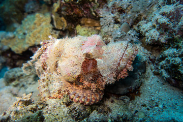 Perfectly camouflaged and disguised stone fish or Skorpion fish waiting for prey in the red Sea in...
