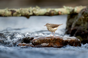 Warbler in the Water