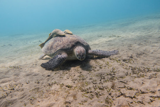  loggerhead sea turtle (Caretta caretta), or loggerhead with two remora fishes on its shell grazing sea grass on the sandy seabed of the bay of Abu Dabbab in the Red Sea in Egypt
