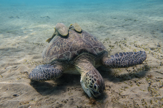 Sea turtle with two remora fishes on its shell grazing sea grass on the sandy seabed of a bay in Abu Dabbab in the Red Sea in Egypt