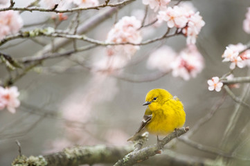 Spring Pine Warbler