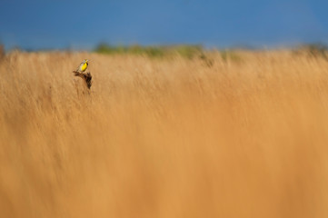 Meadowlark in Grasslands
