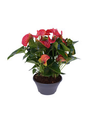 red flower plant in a pot isolated on white background