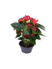 red flower plant in a pot isolated on white background