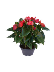 red flower plant in a pot isolated on white background