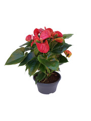 red flower plant in a pot isolated on white background