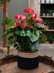 red flower plant in a pot isolated on white background