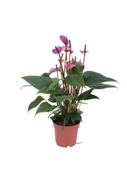 Fototapeta na wymiar purple plant in pot isolated on white background