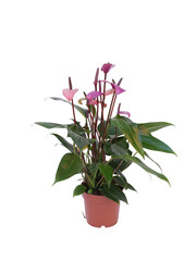 purple plant in pot isolated on white background