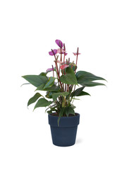 Naklejka na ściany i meble purple plant in pot isolated on white background
