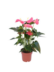 pink flower plant in a pot isolated on white