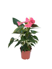 pink flower plant in a pot isolated on white