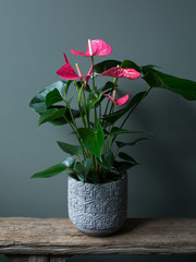 pink flower plant in a pot in interior