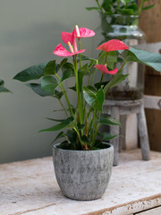 pink flower plant in a pot in interior