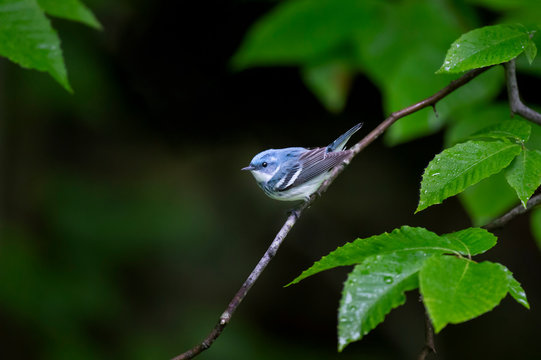 Cerulean Warbler And Wet Leaves