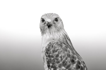Black and White Hawk Portrait