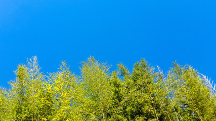 Green tree tops with blue sky