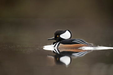 Calm Morning Hooded Merganser