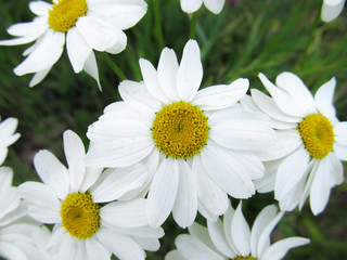 Fototapeta premium Chamomile against the grass. A beautiful scene of nature with blooming Chamomile. Chamomile Spring floral landscape