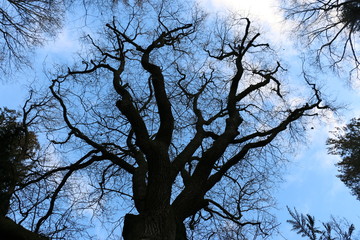 Der Baum
