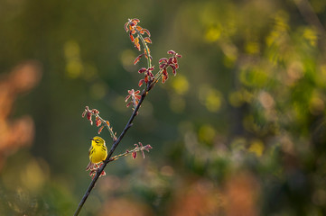 Backlit Prairie Warbler