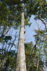 Fototapeta premium tillandsias 