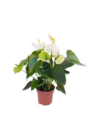 white plant in pot isolated on white background