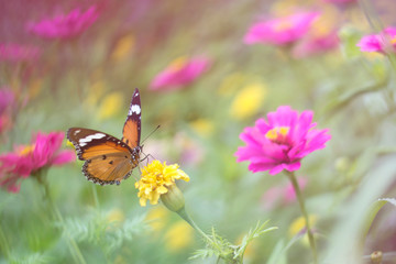 Fototapeta na wymiar butterflies in a beautiful flower garden