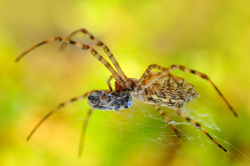 Beautiful spider on a spider web- Stock Image     